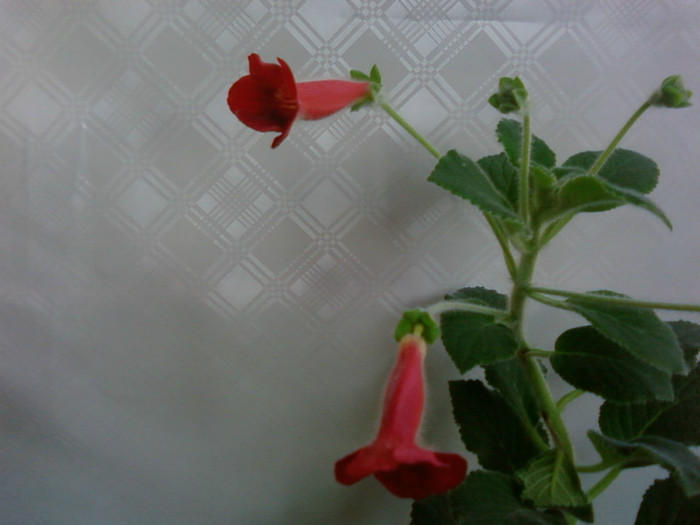 Tjuric bjorn - Kohleria
