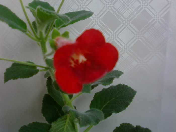 Tjuric bjorn - Kohleria