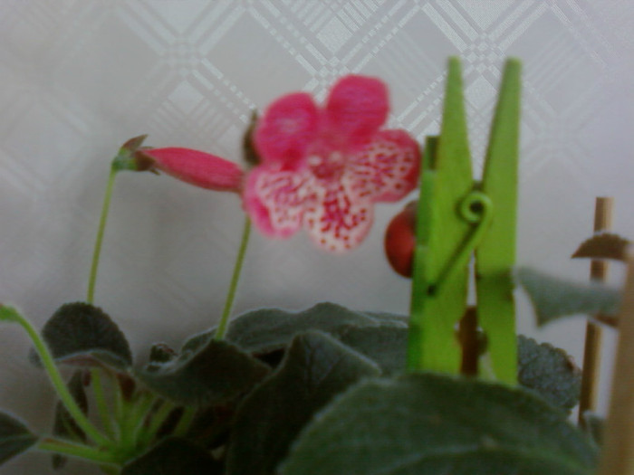 Marquise de Sade - Kohleria