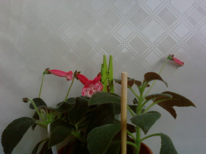 Marquise de Sade - Kohleria