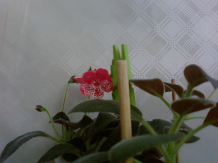 Marquise de Sade - Kohleria