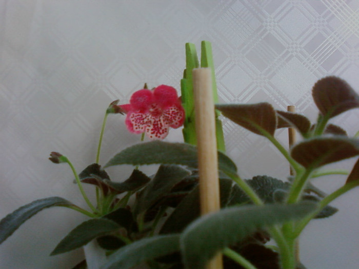 Marquise de Sade - Kohleria