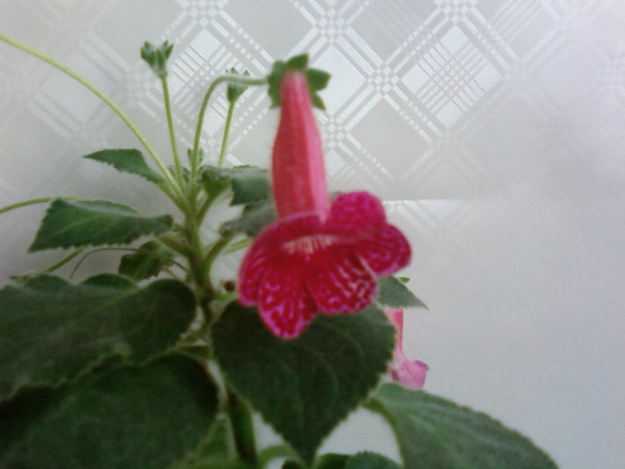 Texas Rimbow - Kohleria