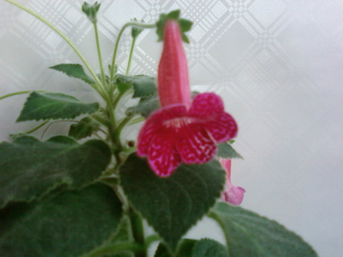 Texas Rimbow - Kohleria