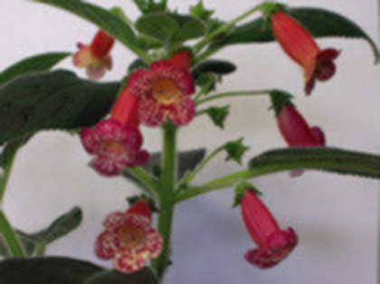 Flashdance - Kohleria