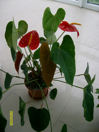 SANY2178 - anthurium