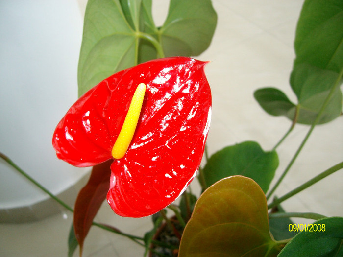 SANY2181 - anthurium