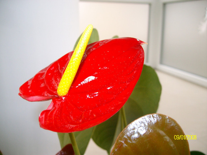 SANY2182 - anthurium