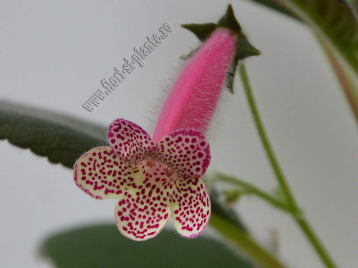 Kohleria GG Garnet Rose; 2012
