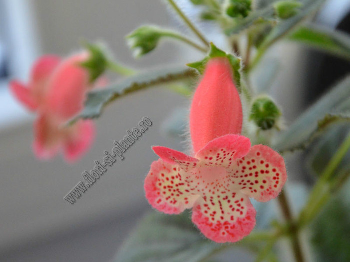 NEW - Kohleria Lima; 2012
