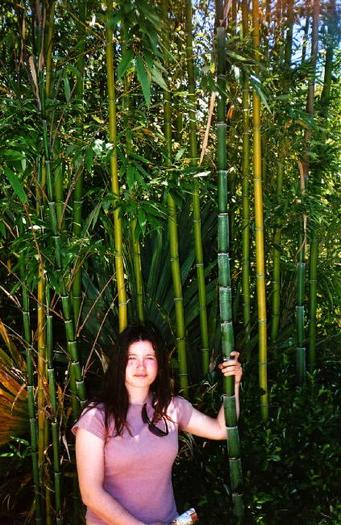 bambus