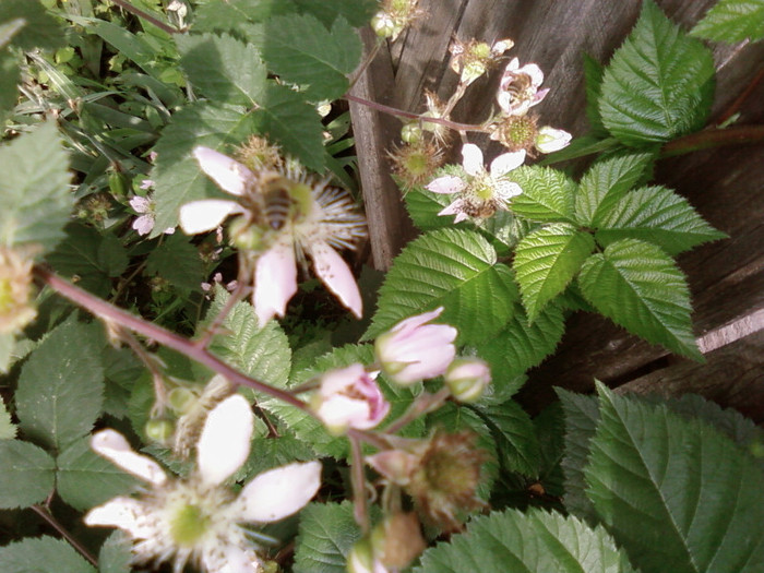 albine si zmeur fara ghimpi