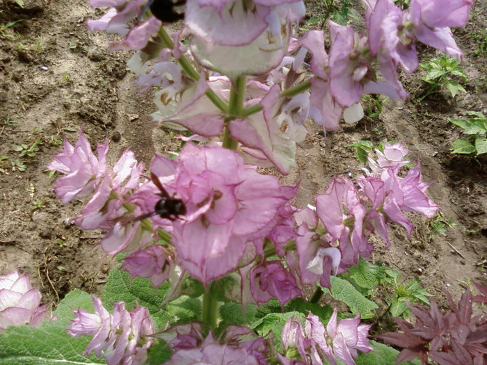 sclarea si viespe neagra