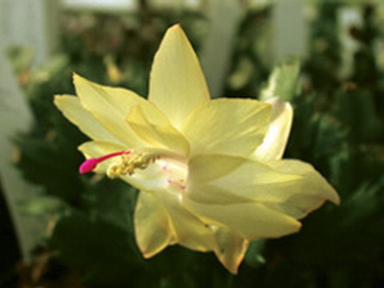 schlumbergera_limelight_dancer_02