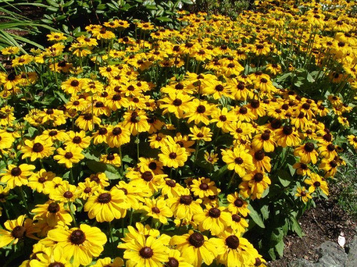 Rudbeckia fulgida - 1-Preferatel mele daca as avea casa cu gradina