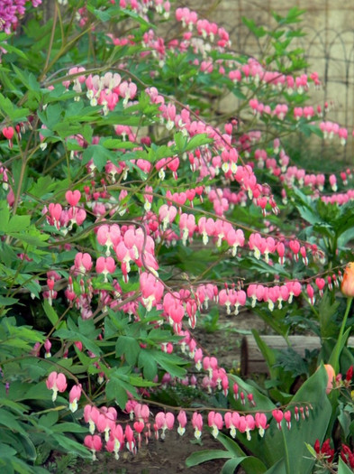 dicentra