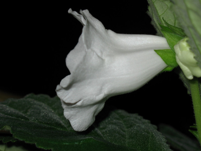 Slipper Alb - Gloxinii 2012