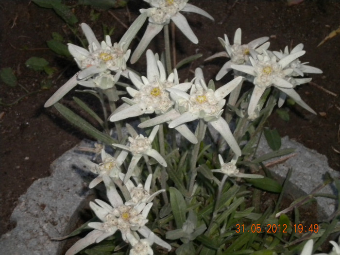 floare de colt - flori 2012