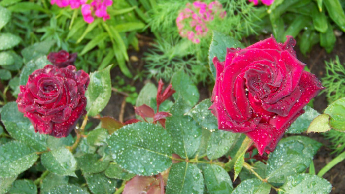 Black Baccara - Trandafiri 2012