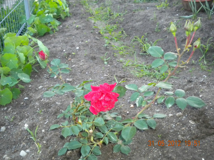 trandafir urcator - flori 2012