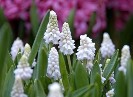 muscari