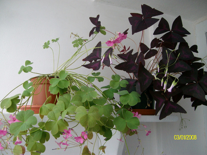 SANY2081 - oxalis