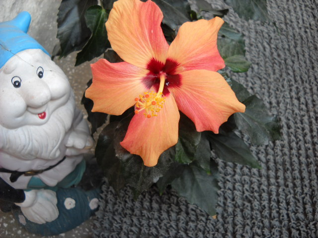 30 mai - HIBISCUS - 2012