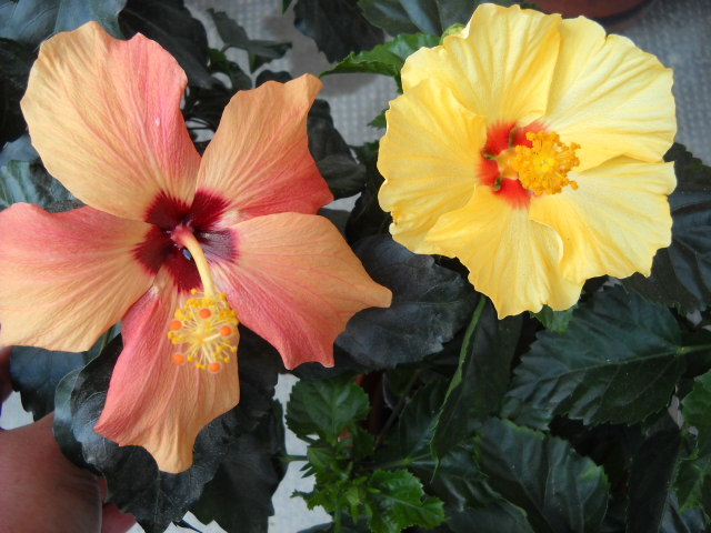 30 Mai infloriti! - HIBISCUS - 2012