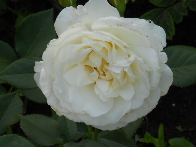 cristal