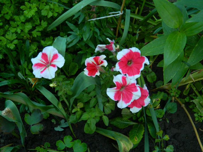 DSCN7161 - 2 Mai 2012