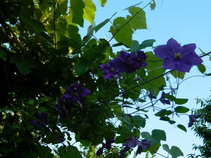 DSCN7188 - 2 Mai 2012