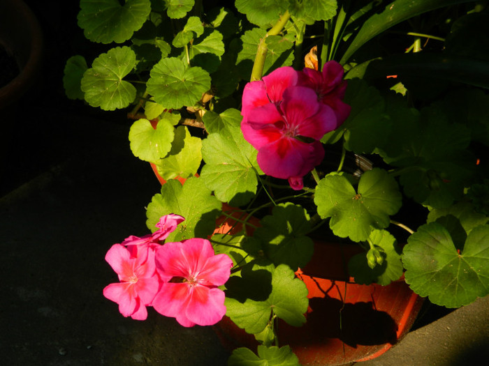 DSCN7223