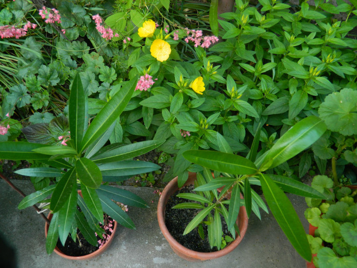 DSCN7240