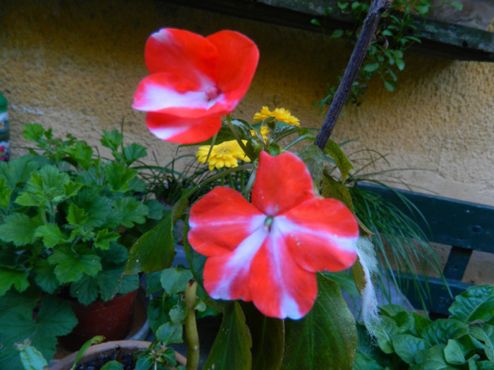 DSCN7249