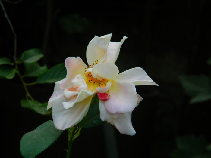 DSCN7267