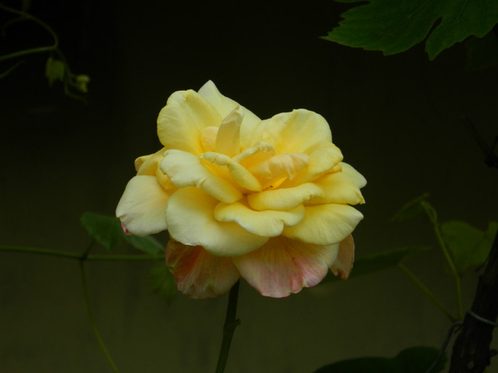 DSCN7271