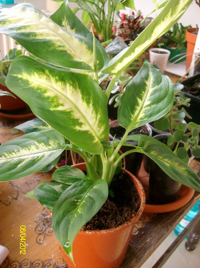 SANY1374 - dieffenbachia