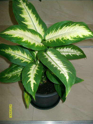 SANY2176 - dieffenbachia