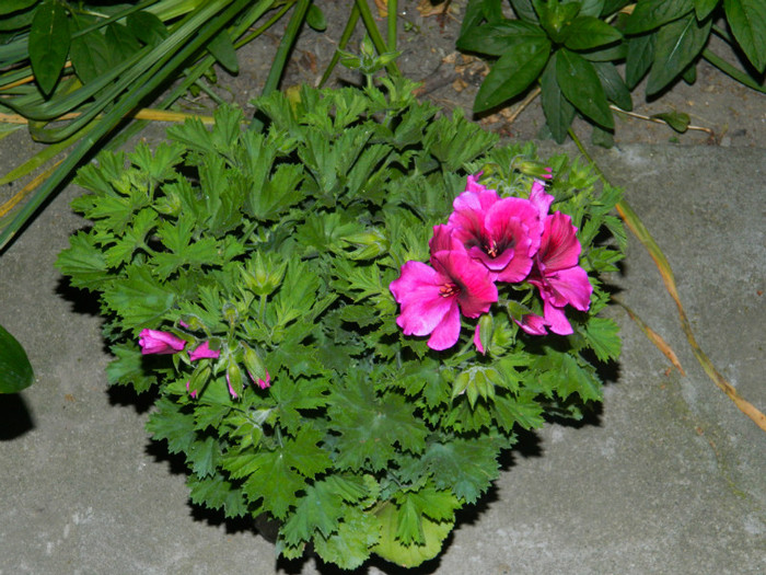 DSCN7372 - 2 Mai 2012