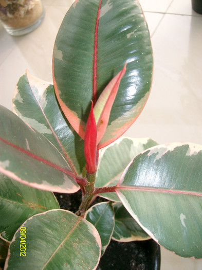 SANY1438 - ficus