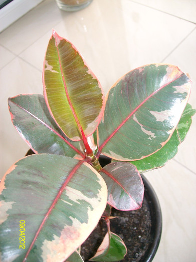 SANY1439 - ficus