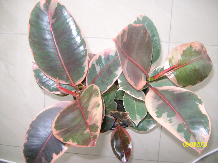 SANY2159 - ficus