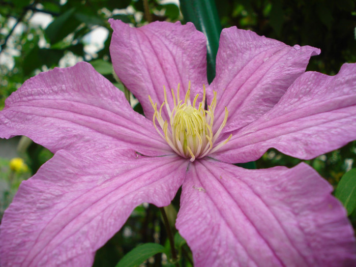 31.05.2012 - Clematis 2012