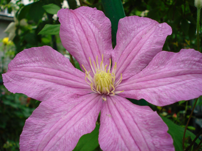 DSC02152 - Clematis 2012