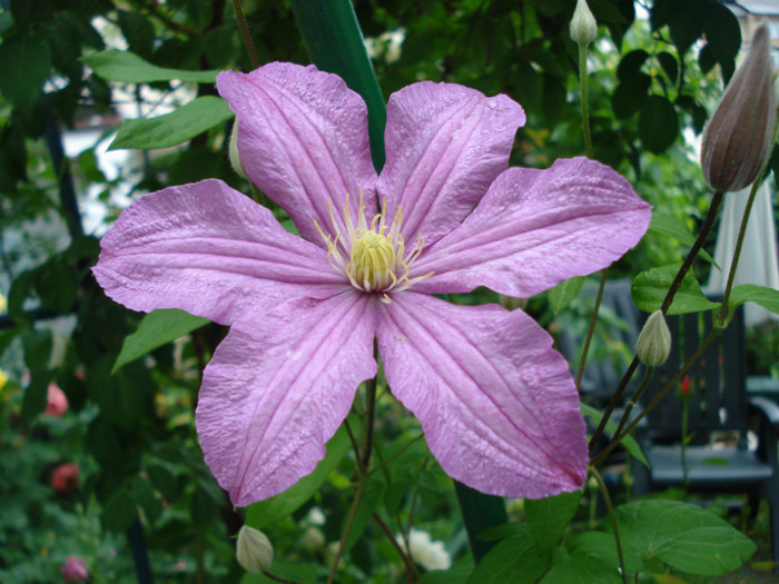 DSC02128 - Clematis 2012