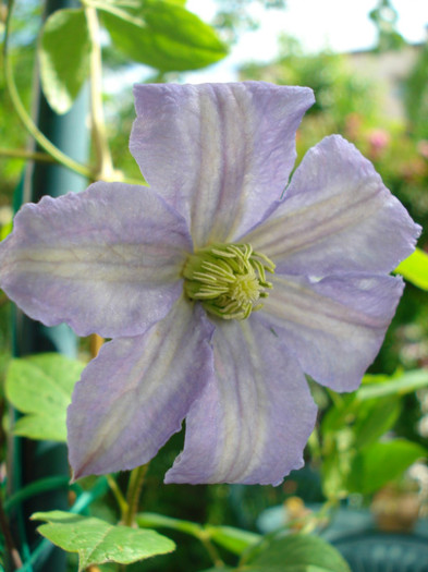 "Prince Charles" - Clematis 2012