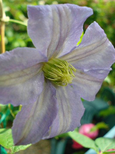 DSC02302 - Clematis 2012