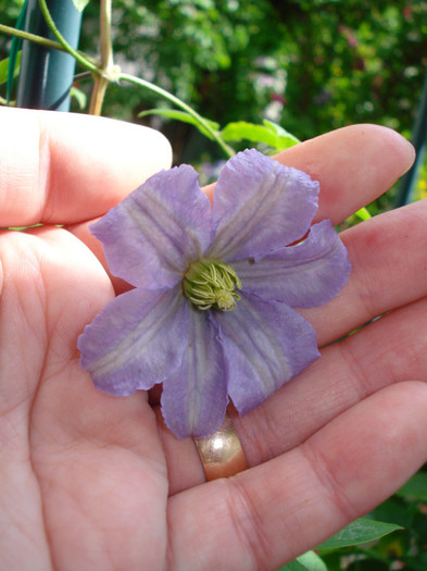 DSC02305 - Clematis 2012