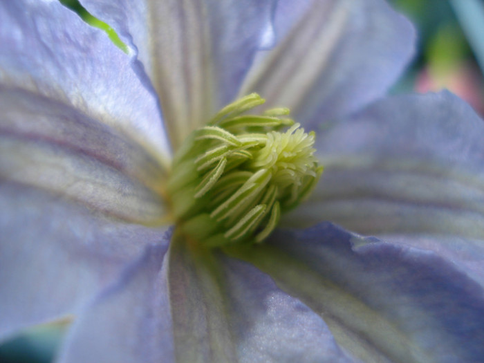 DSC02317 - Clematis 2012