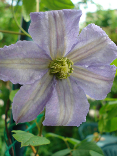 DSC02325 - Clematis 2012